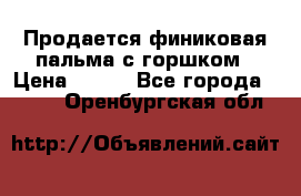Продается финиковая пальма с горшком › Цена ­ 600 - Все города  »    . Оренбургская обл.